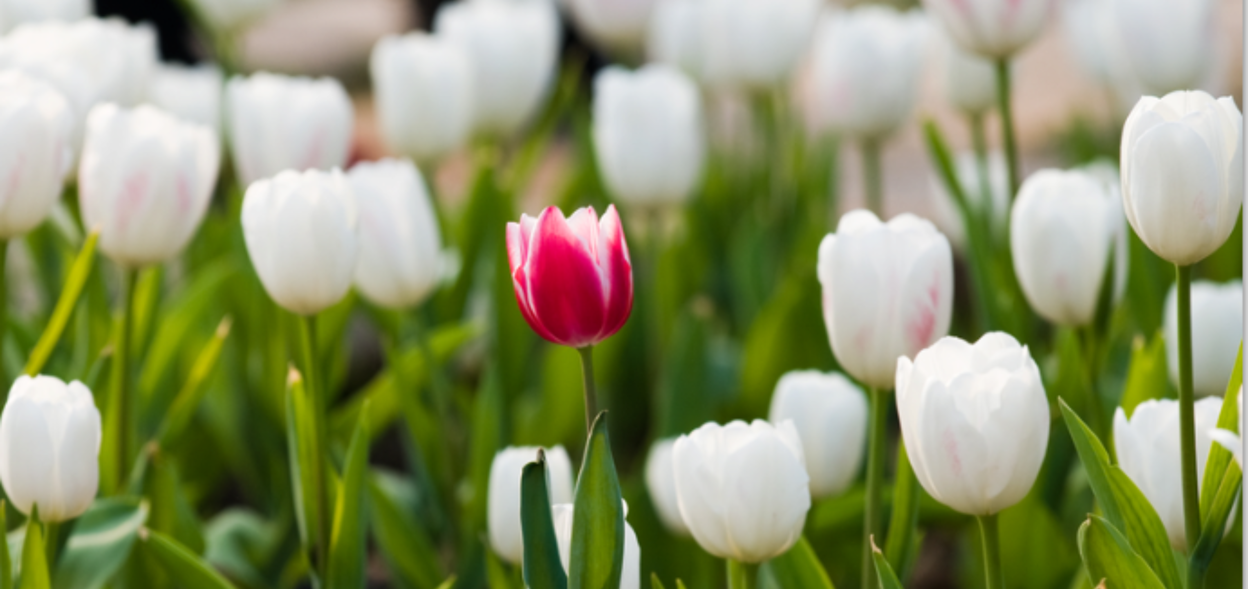 Are companies taking advantage of diversity & inclusion?