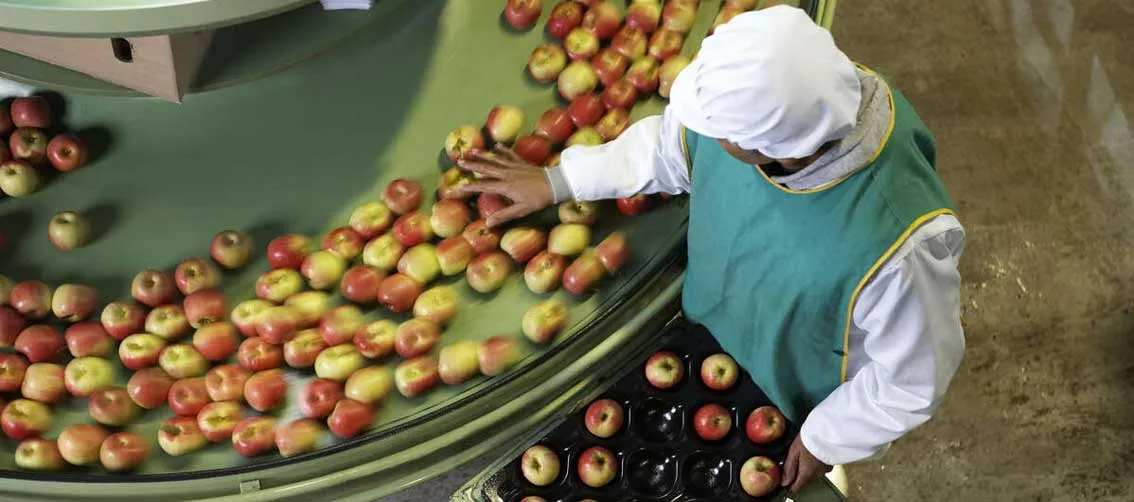 Worker sorting apples in apple processing factory