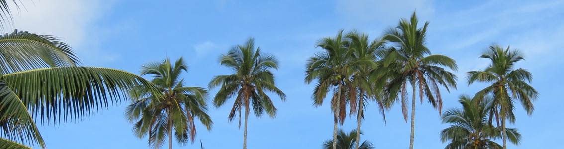 RSPO _Palm_Oil_Standard